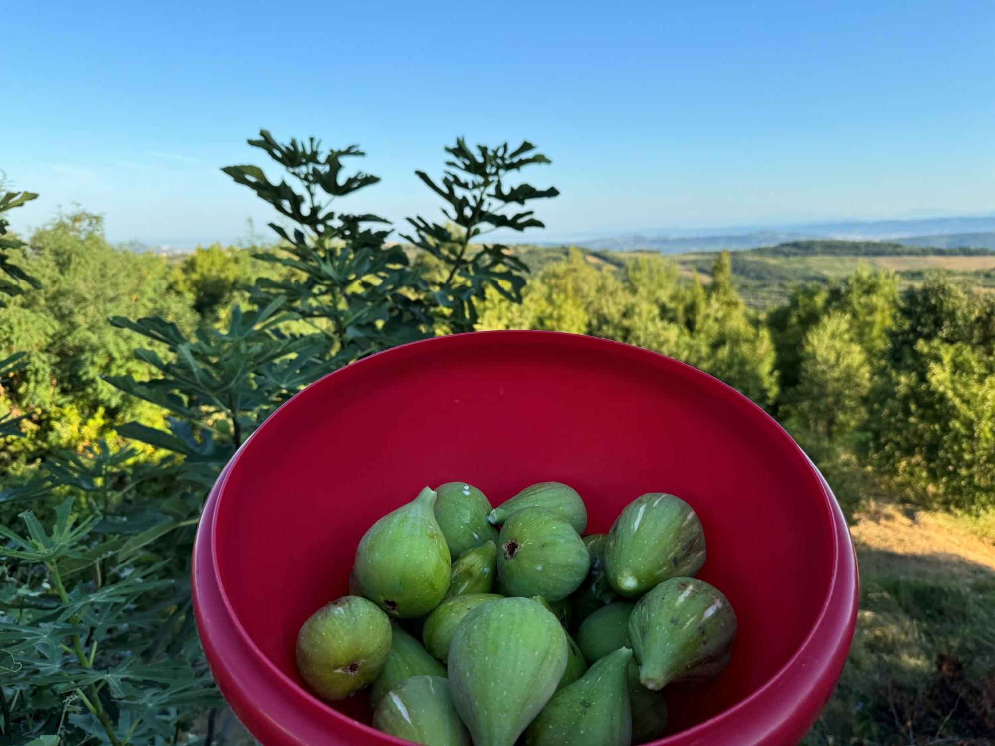 Guesthouse Green Istria تروشكي المظهر الخارجي الصورة